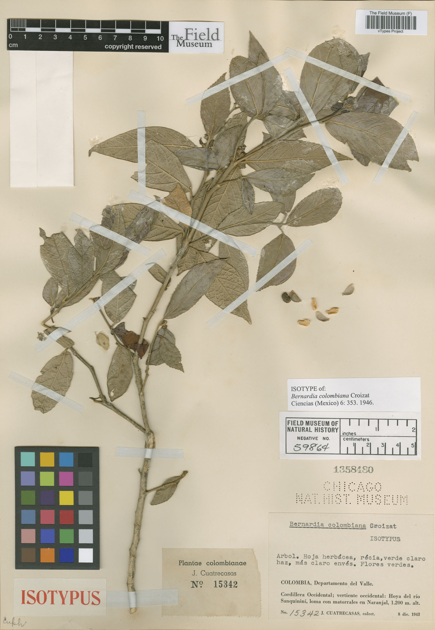 Bernardia colombiana image