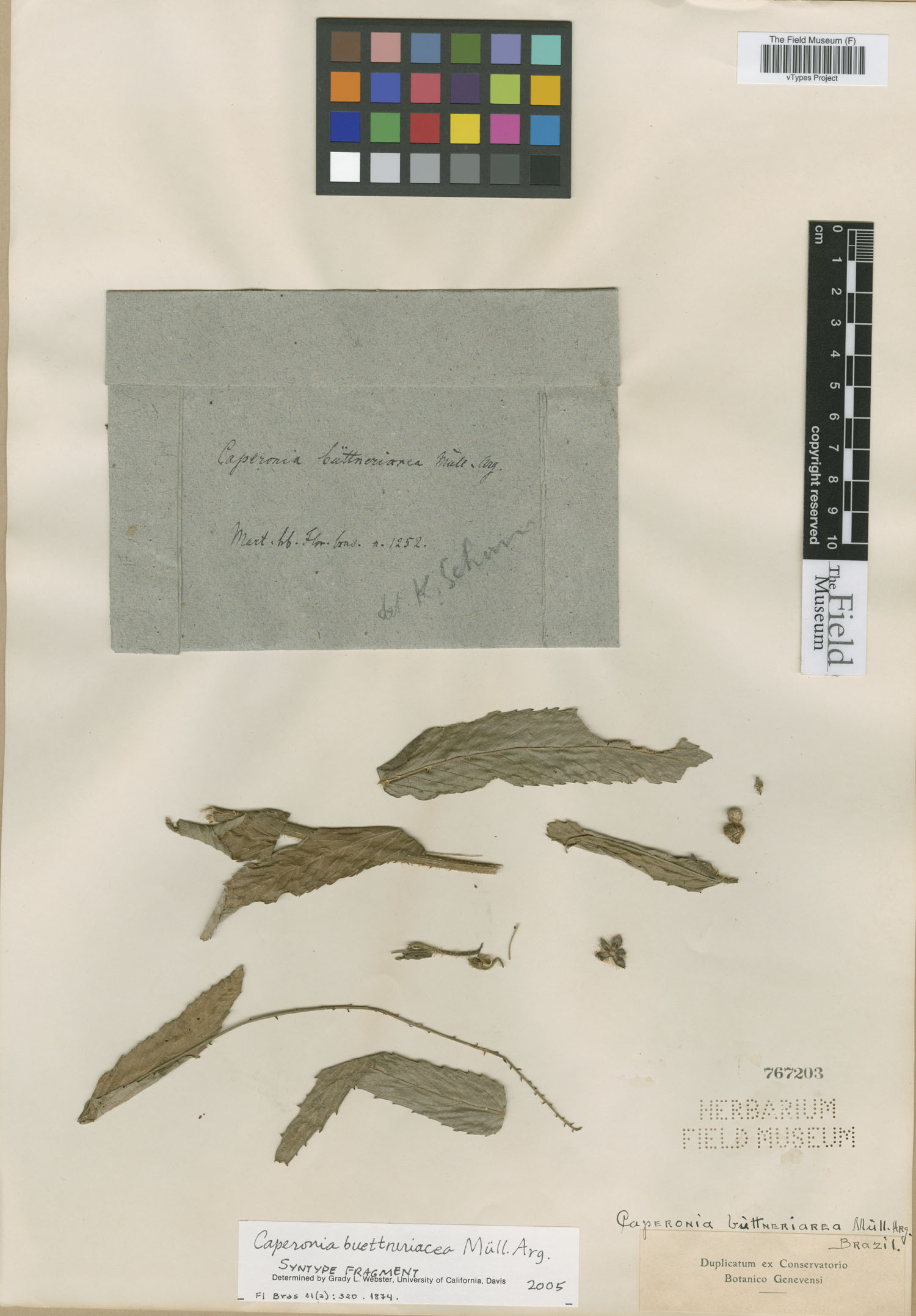 Caperonia buettneriacea image