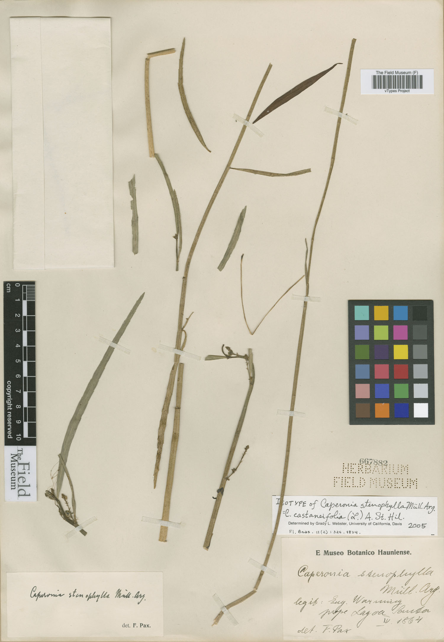 Caperonia stenophylla image