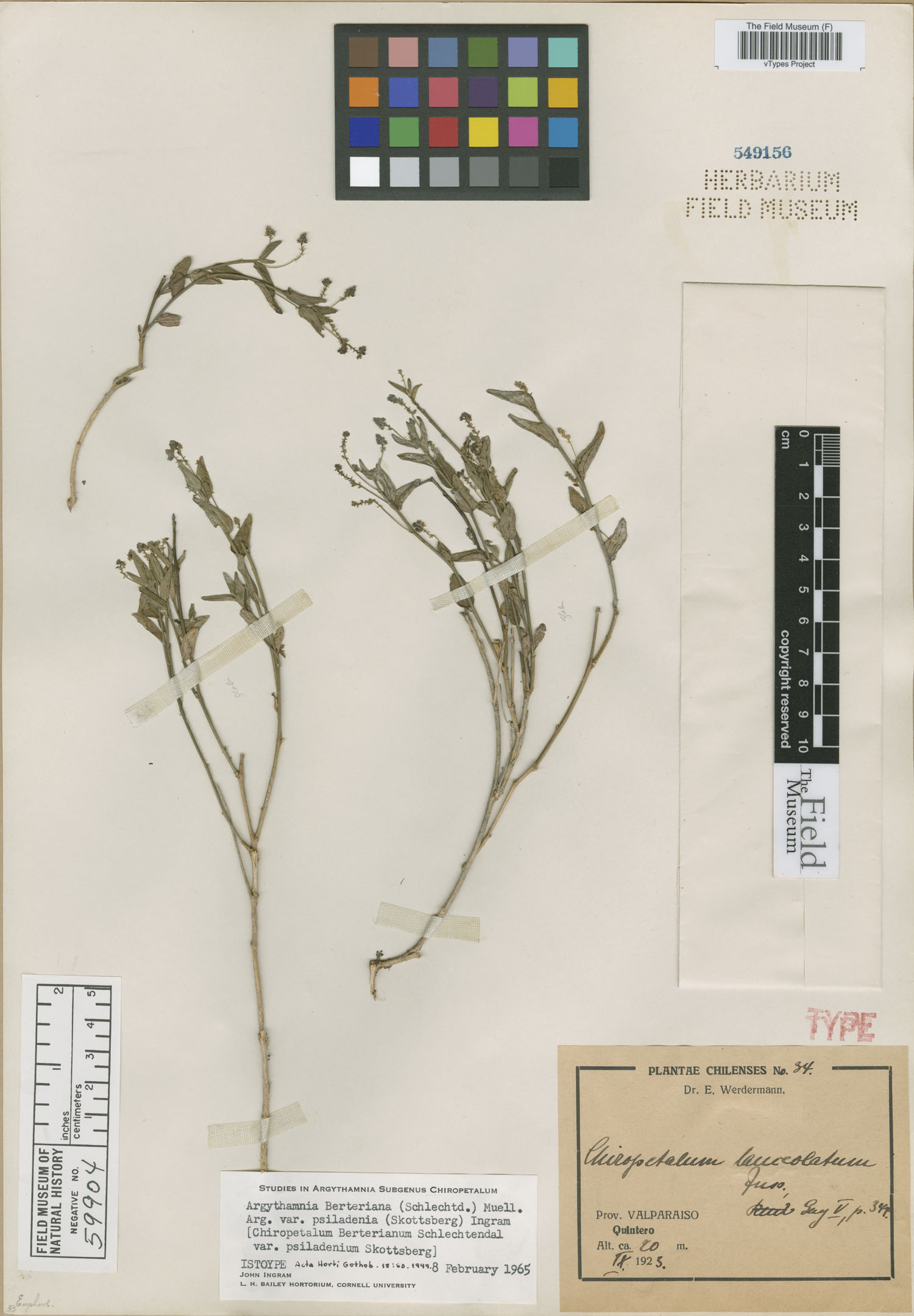 Chiropetalum berteroanum var. psiladenium image