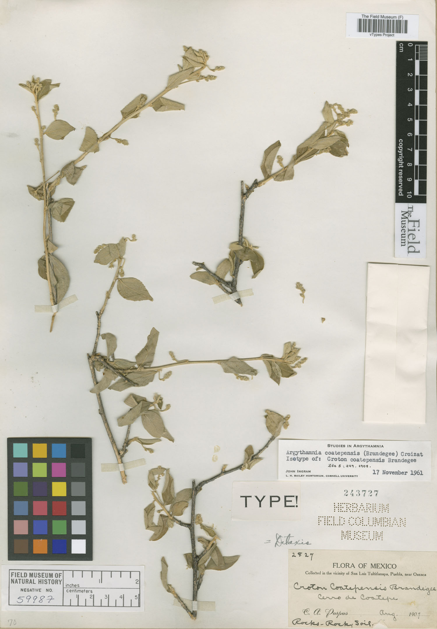 Argythamnia coatepensis image
