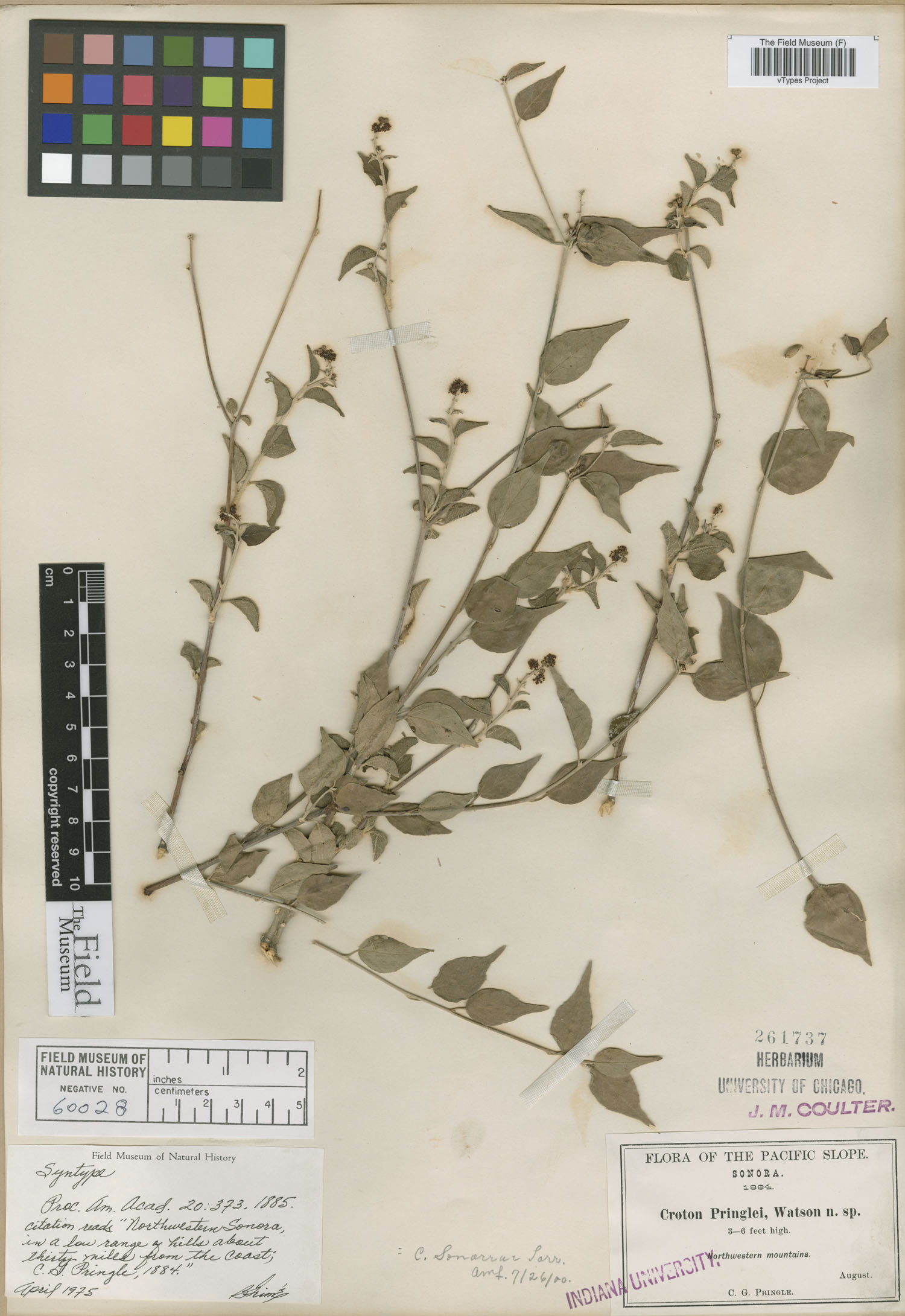 Croton pringlei image