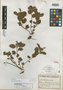 Croton senescens image