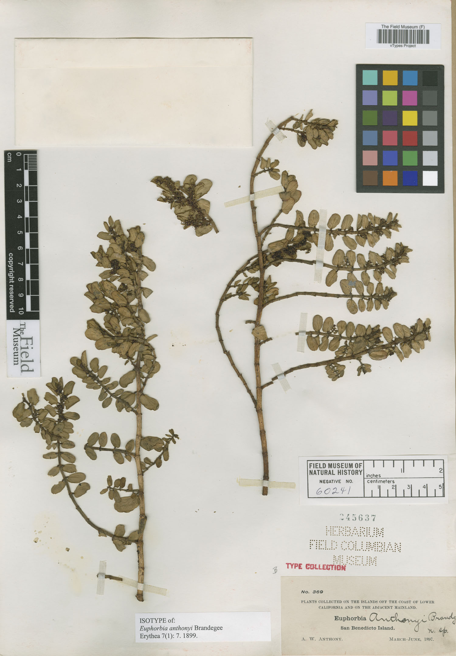 Euphorbia anthonyi image