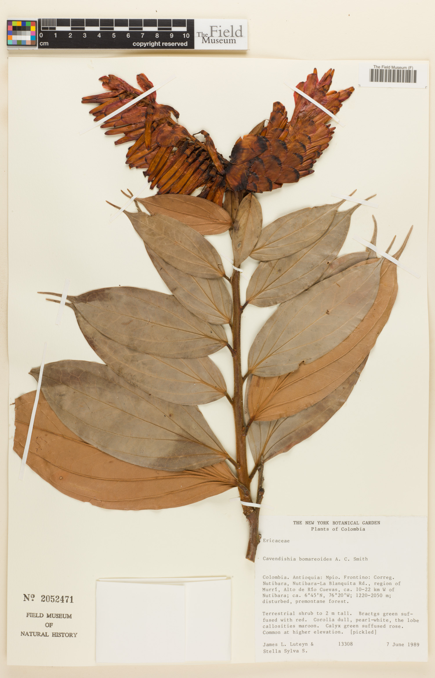 Cavendishia bomareoides image