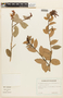 Cavendishia bracteata image