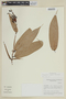 Cavendishia callista image