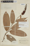 Cavendishia callista image