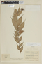 Cavendishia chocoensis image