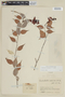 Cavendishia coccinea image