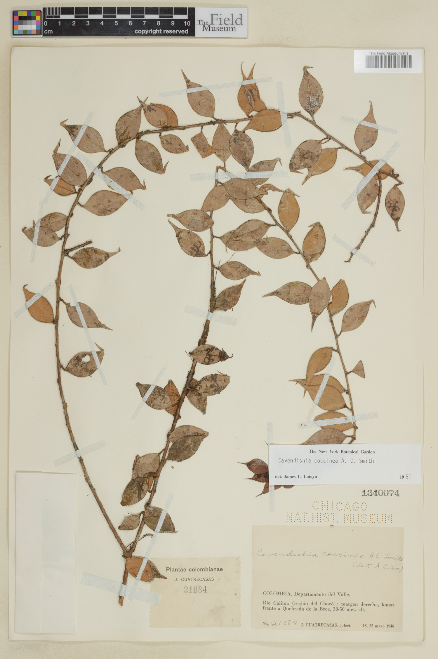 Cavendishia coccinea image