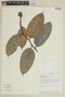 Cavendishia compacta image