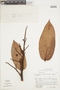 Cavendishia divaricata image