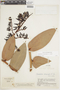 Cavendishia divaricata image
