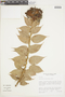 Cavendishia erythrostegia image