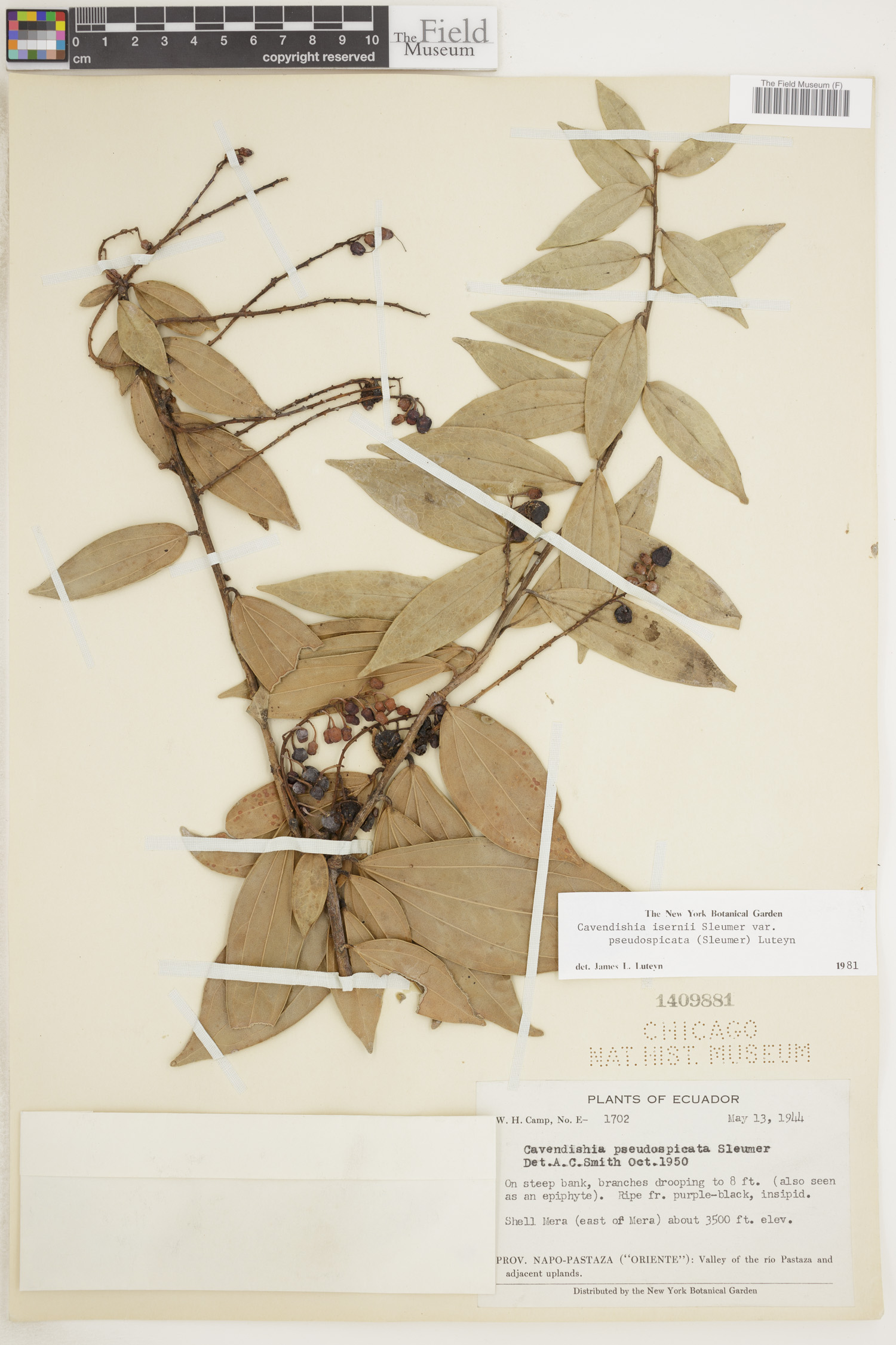 Cavendishia isernii image