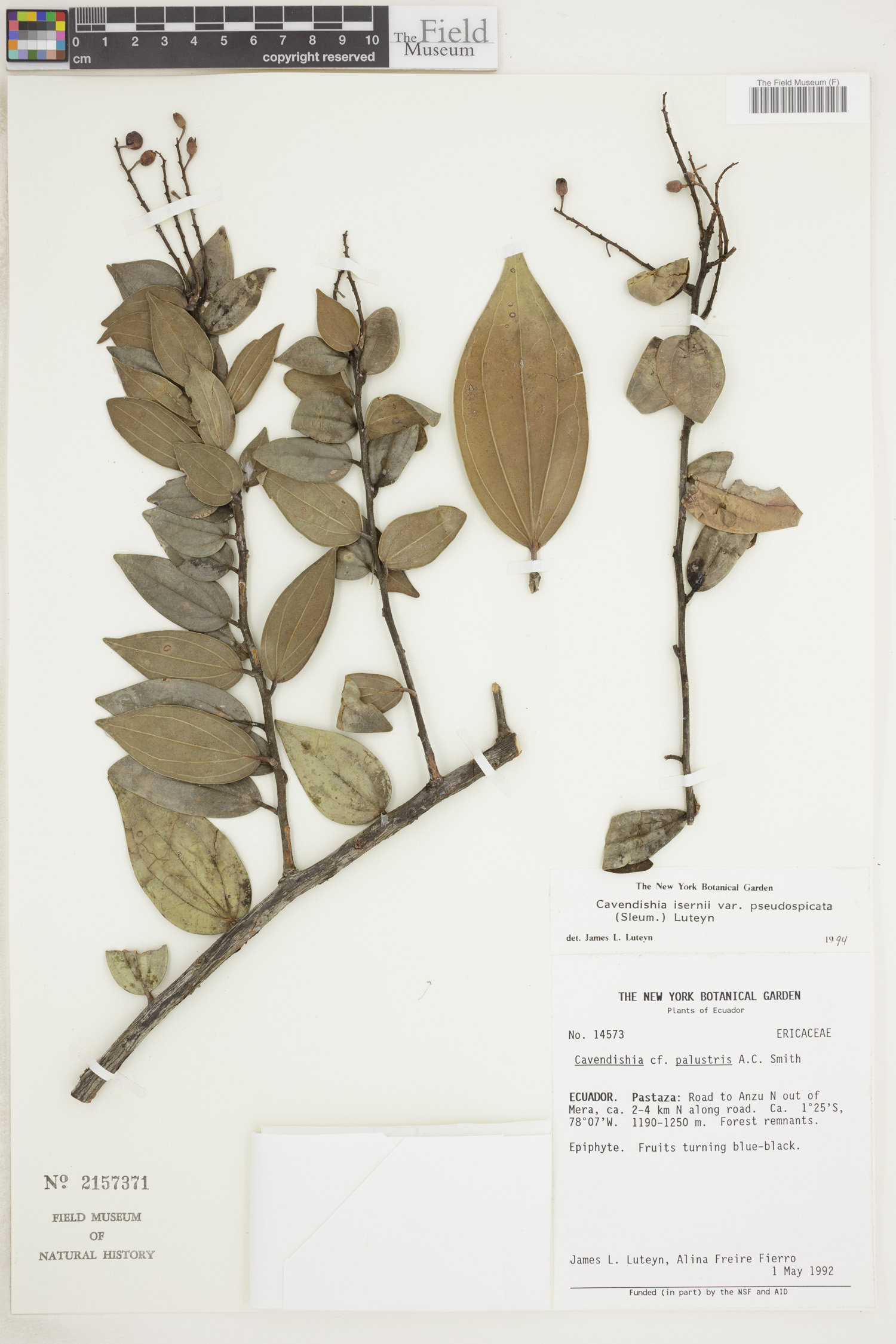 Cavendishia isernii image