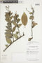 Cavendishia isernii var. pseudospicata image