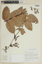 Cavendishia lindauiana image