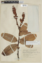 Cavendishia longirachis image