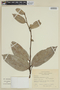 Cavendishia micayensis image