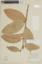 Cavendishia nobilis var. capitata image