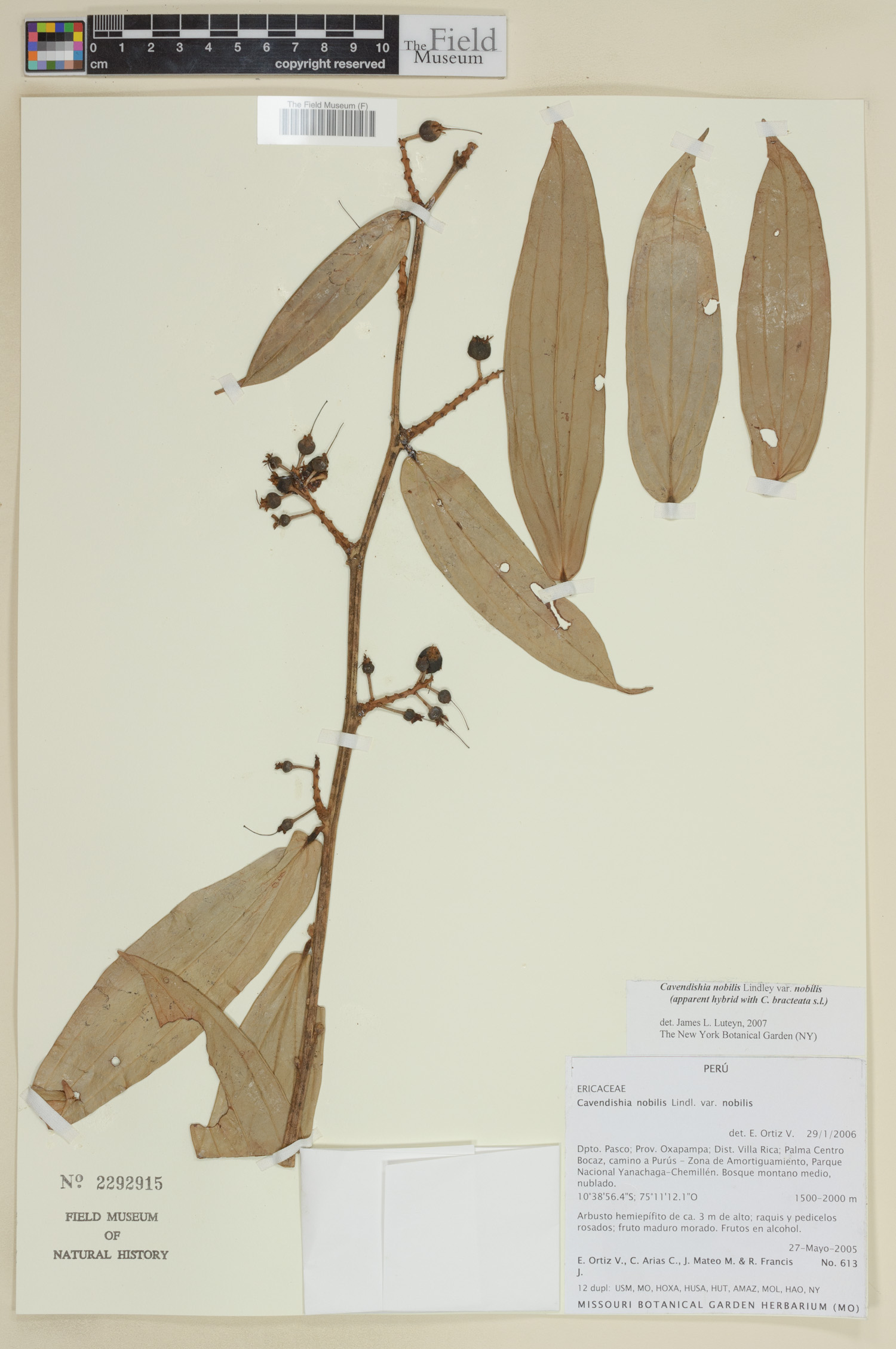 Cavendishia nobilis image