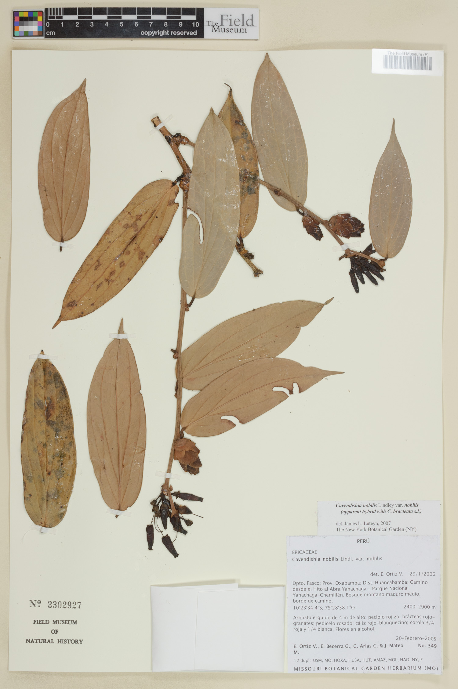 Cavendishia nobilis var. nobilis image