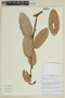 Cavendishia nobilis var. nobilis image