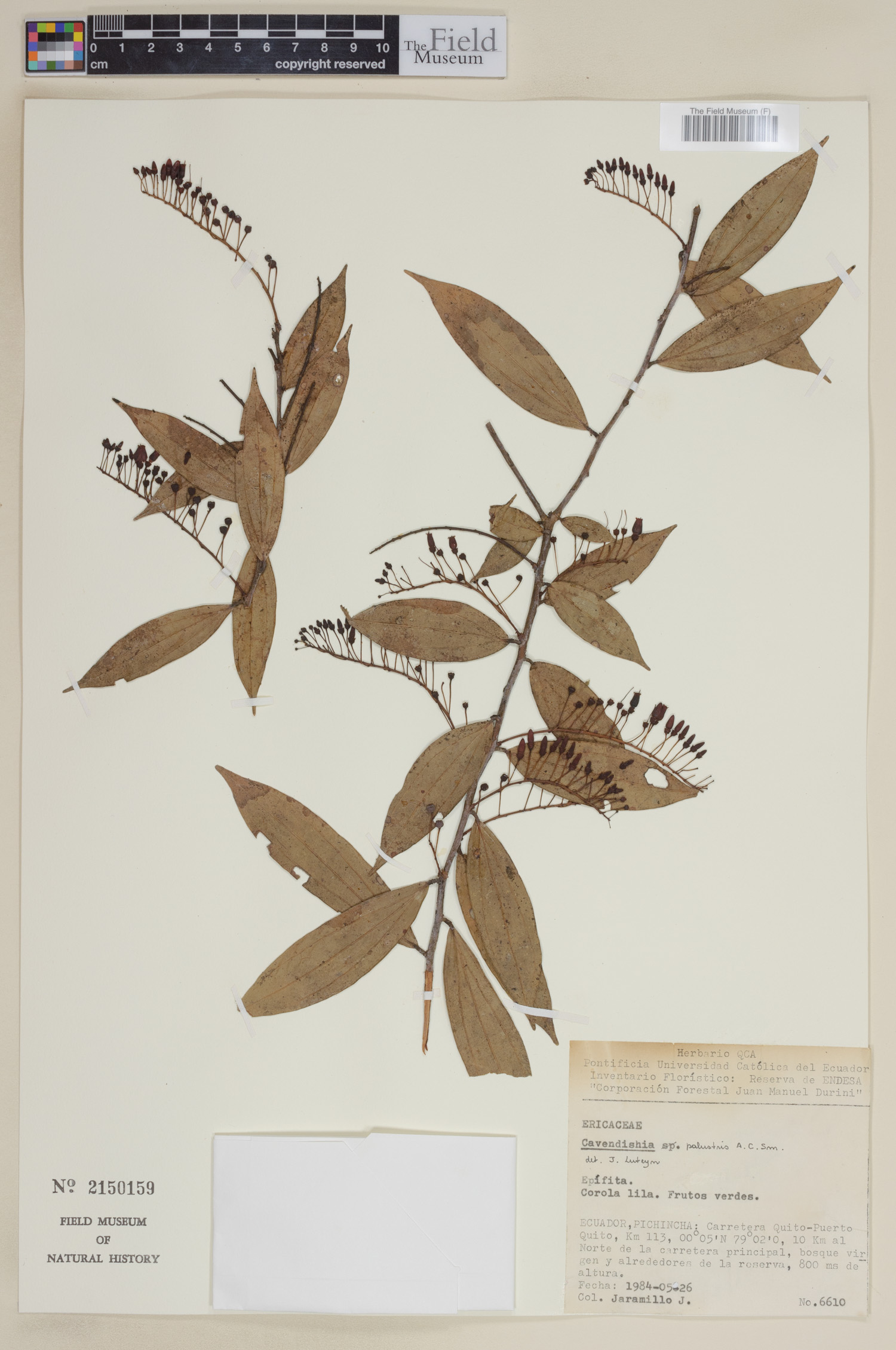 Cavendishia palustris image
