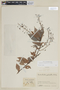 Cavendishia palustris image