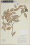Cavendishia porphyrea image