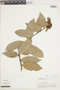 Cavendishia pubescens image