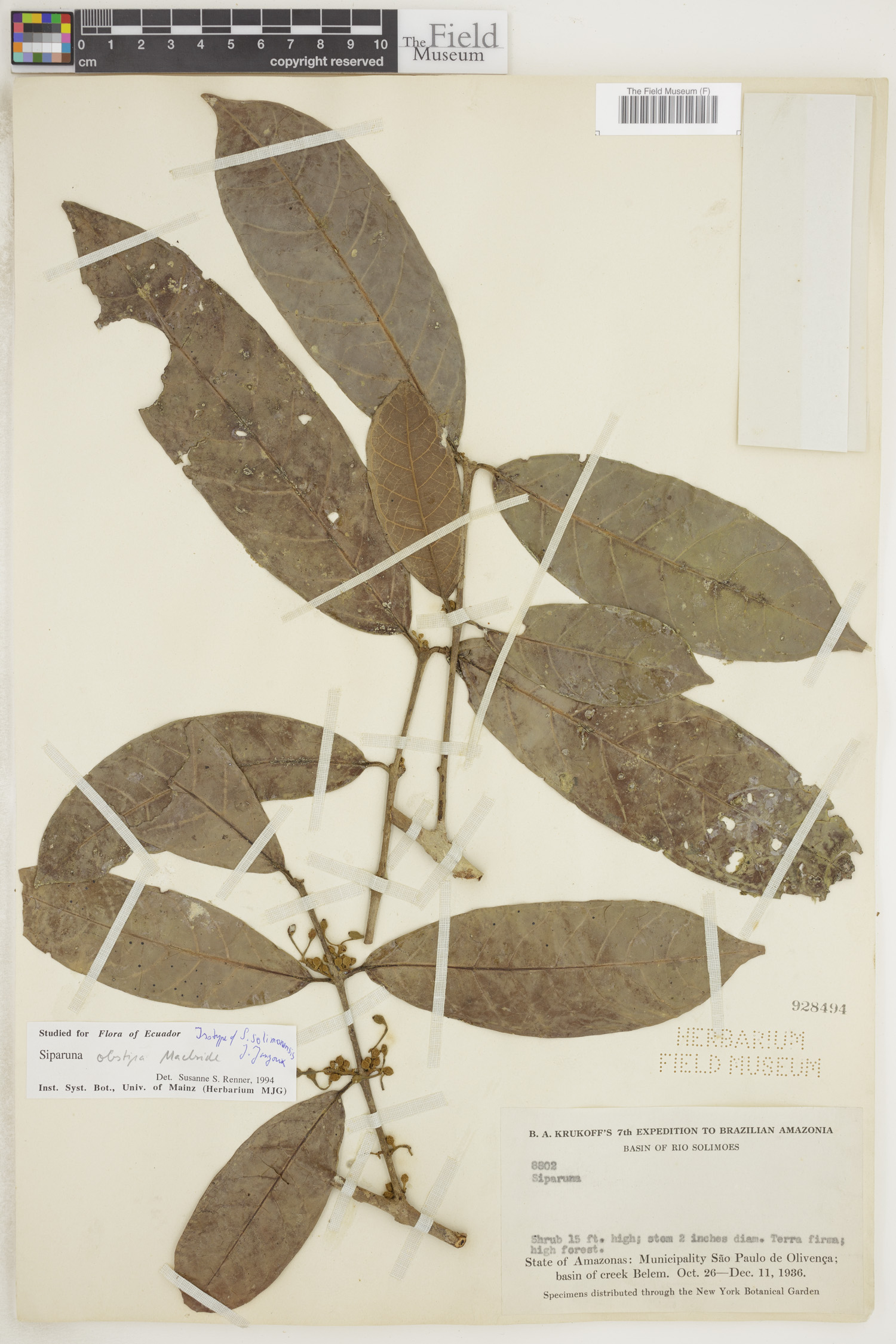 Siparuna obstipa image