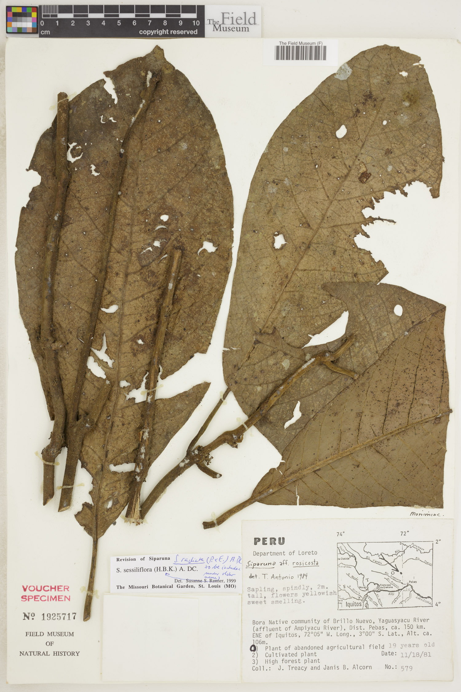 Siparuna radiata image