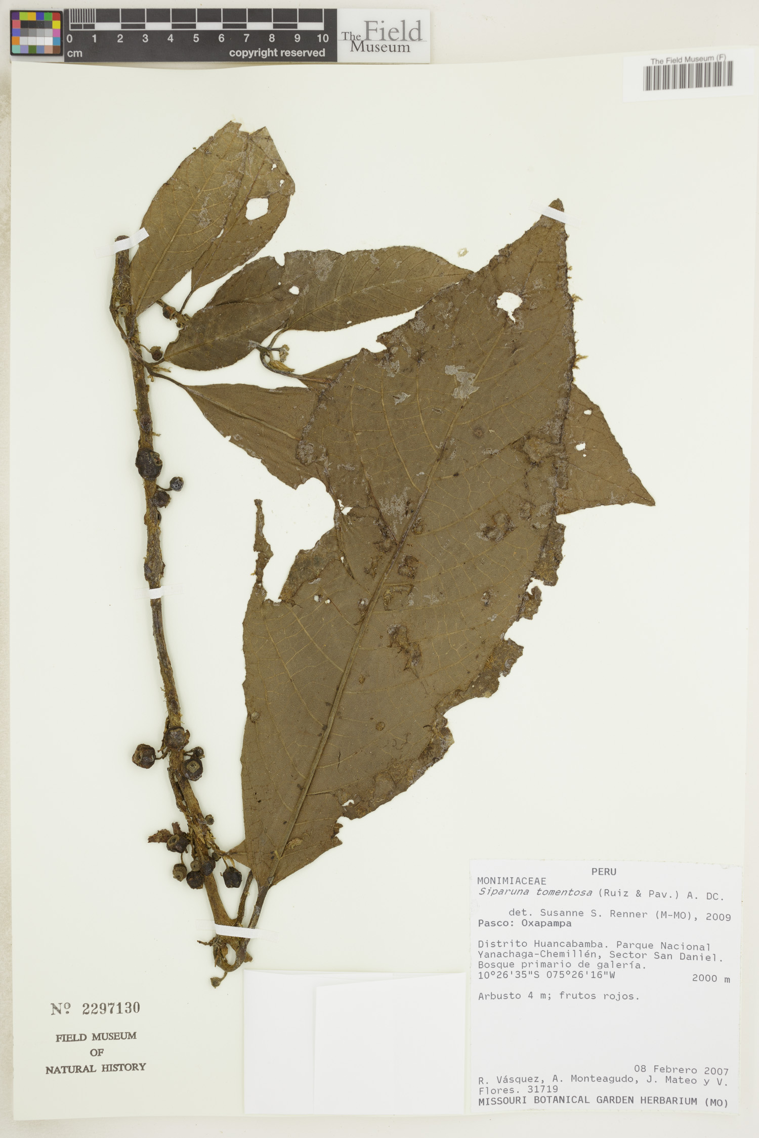 Siparuna tomentosa image