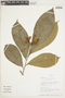 Brunfelsia chiricaspi image