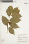 Brunfelsia guianensis image