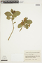 Brunfelsia latifolia image