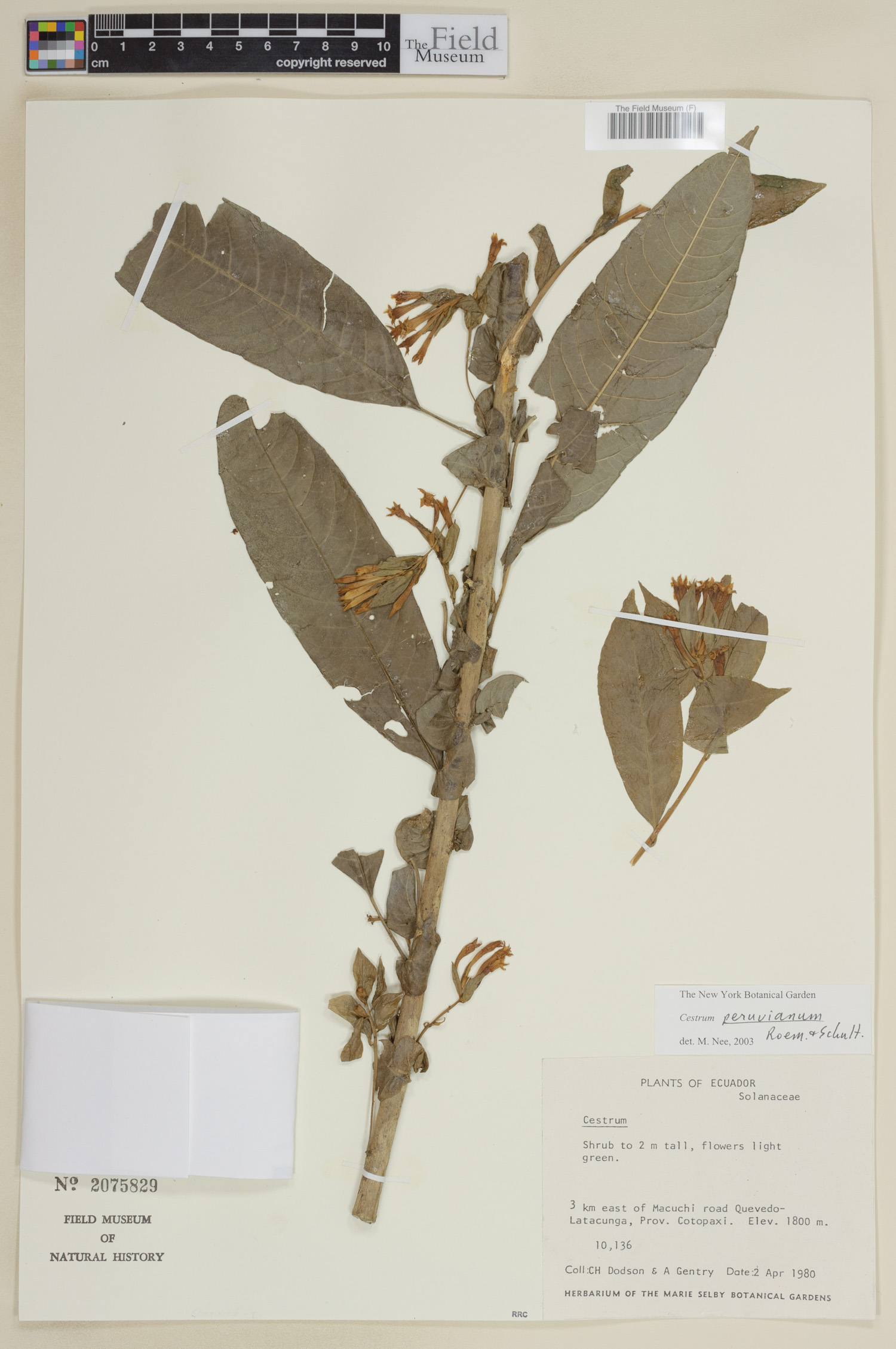 Cestrum peruvianum image