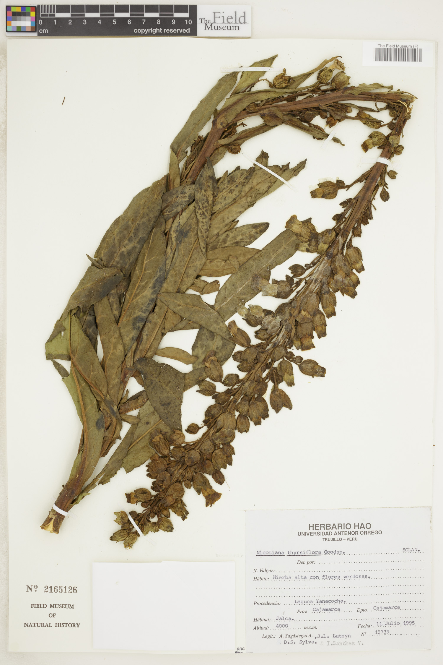 Nicotiana thyrsiflora image