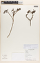 Salpichroa lehmannii image