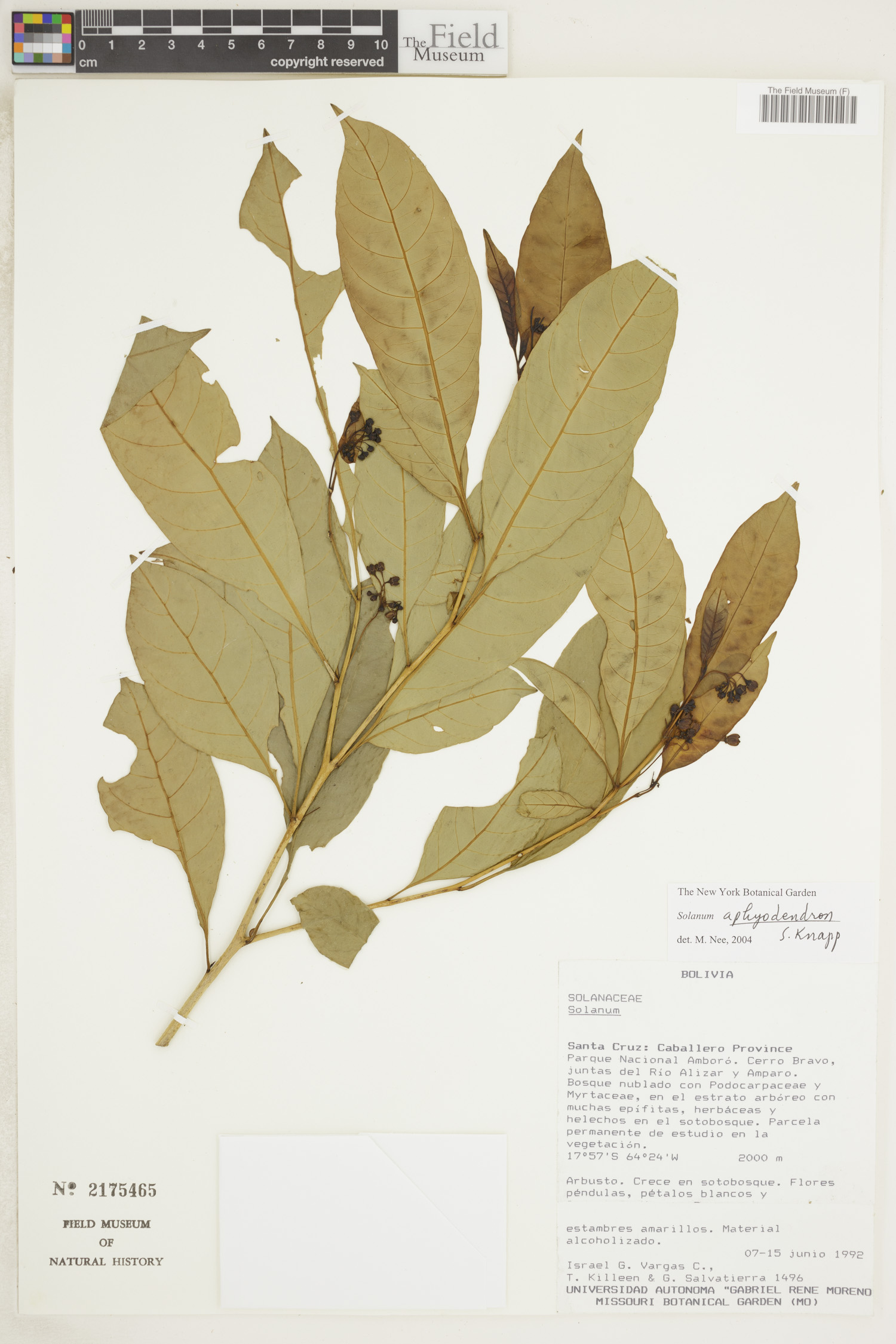 Solanum aphyodendron image
