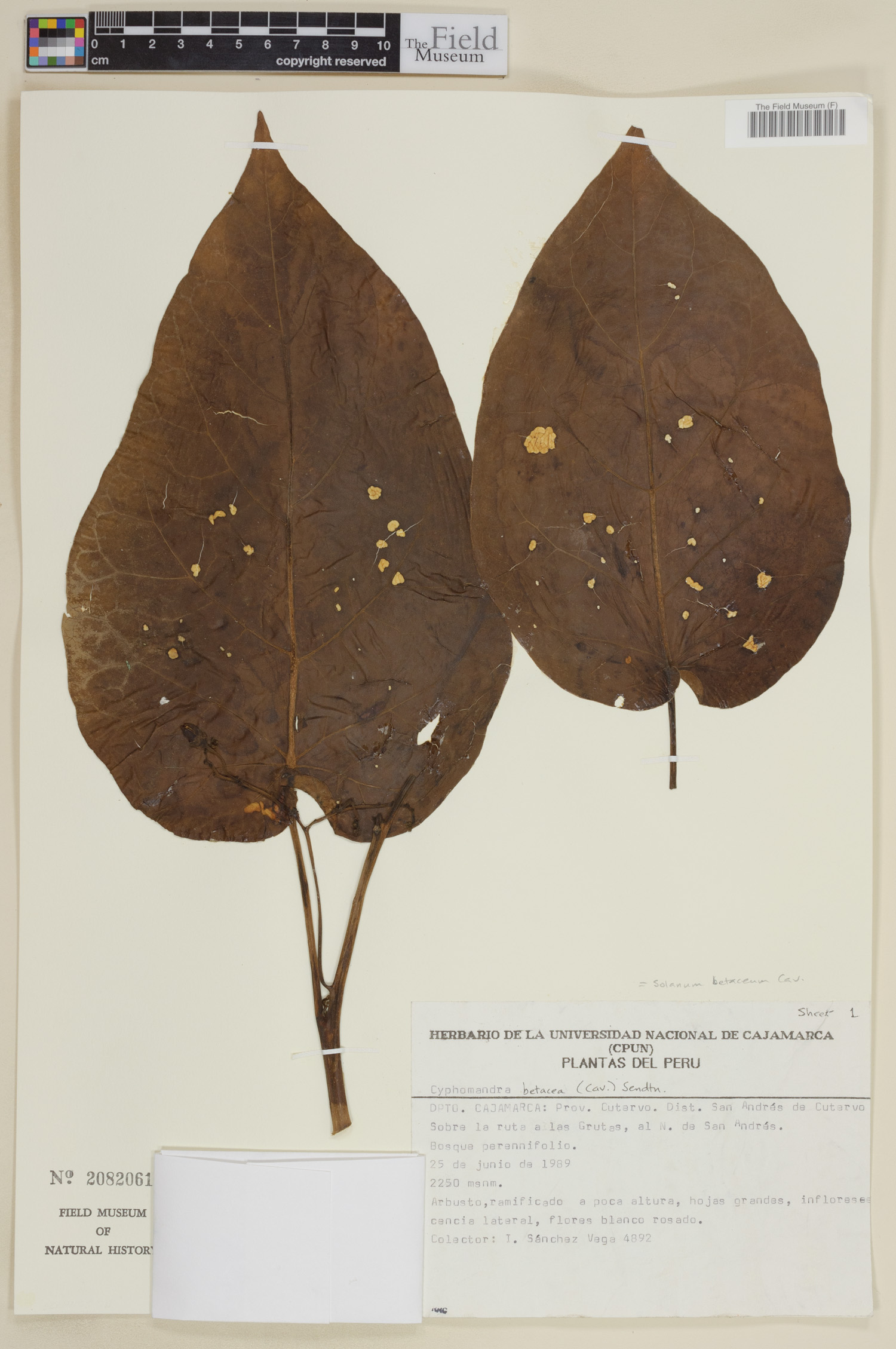 Solanum betaceum image
