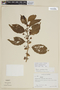 Solanum callianthum image