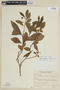 Solanum cassioides image