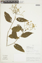 Solanum clathratum image