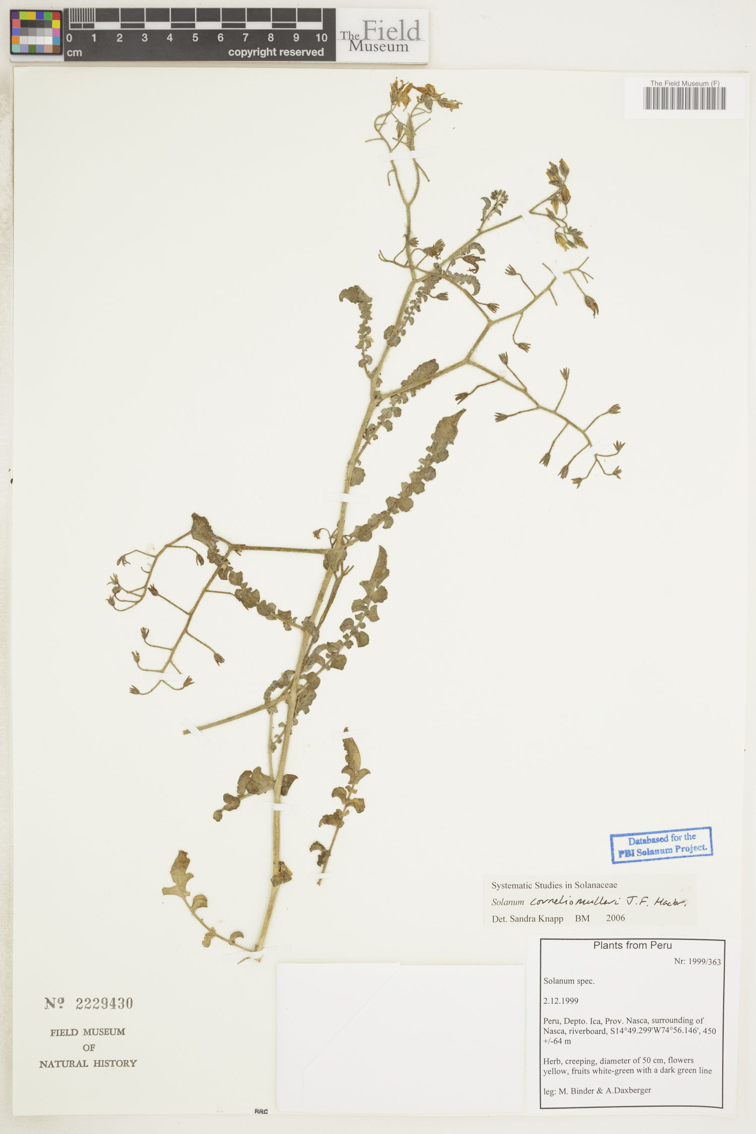 Solanum corneliomulleri image