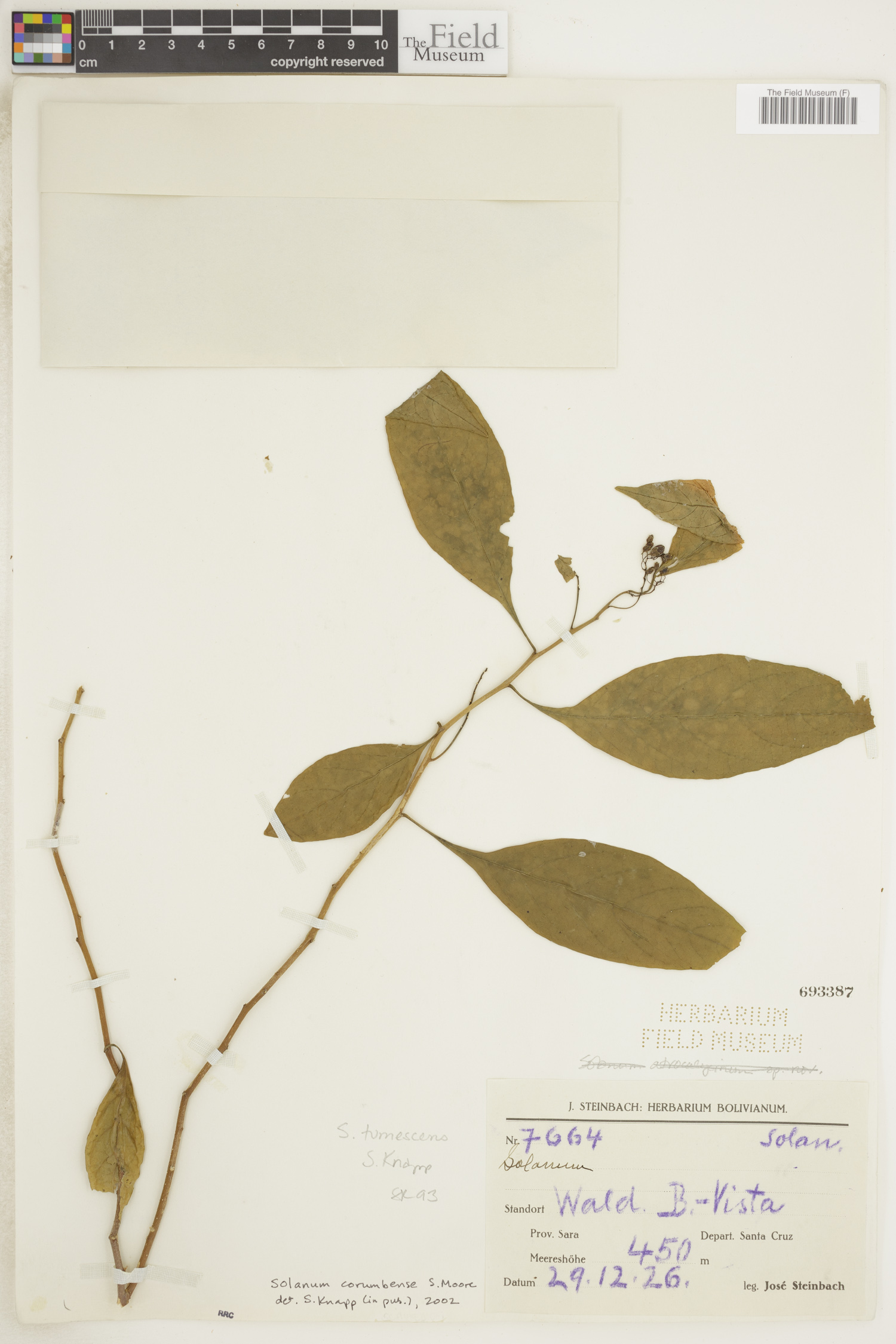 Solanum corumbense image