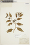Solanum corymbosum image